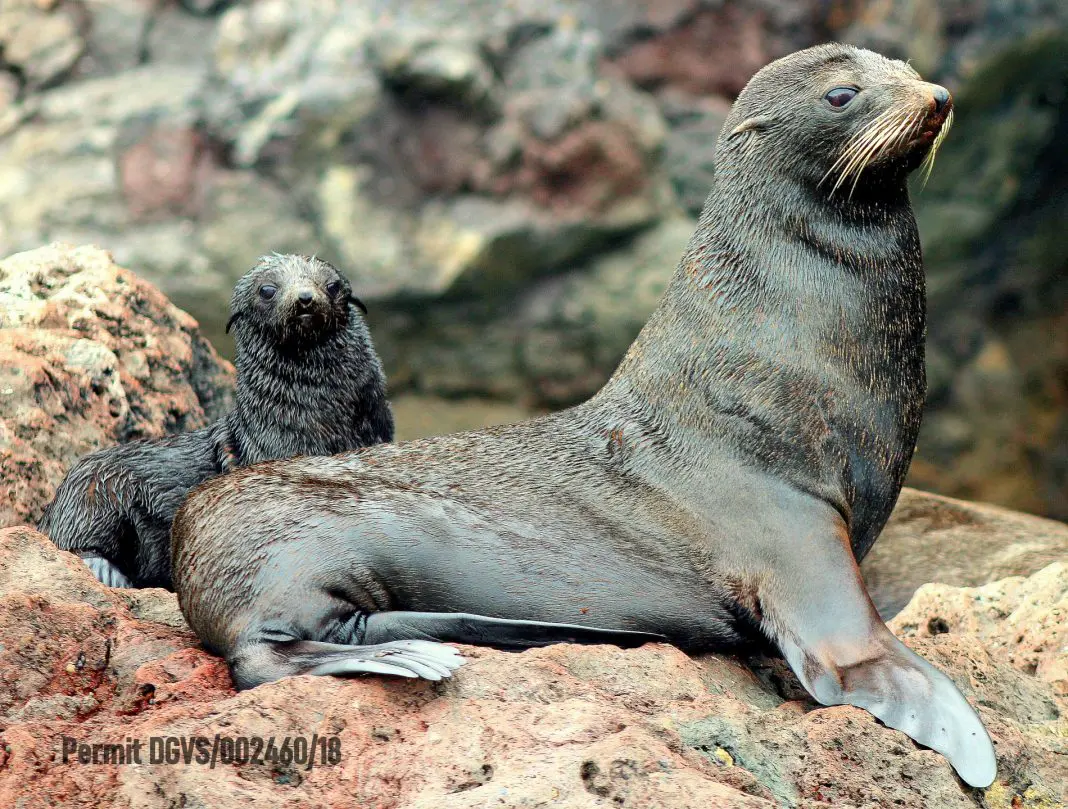 Lobos-marinhos-de-Guadalupe (Foto Divulgação SeaWorld)