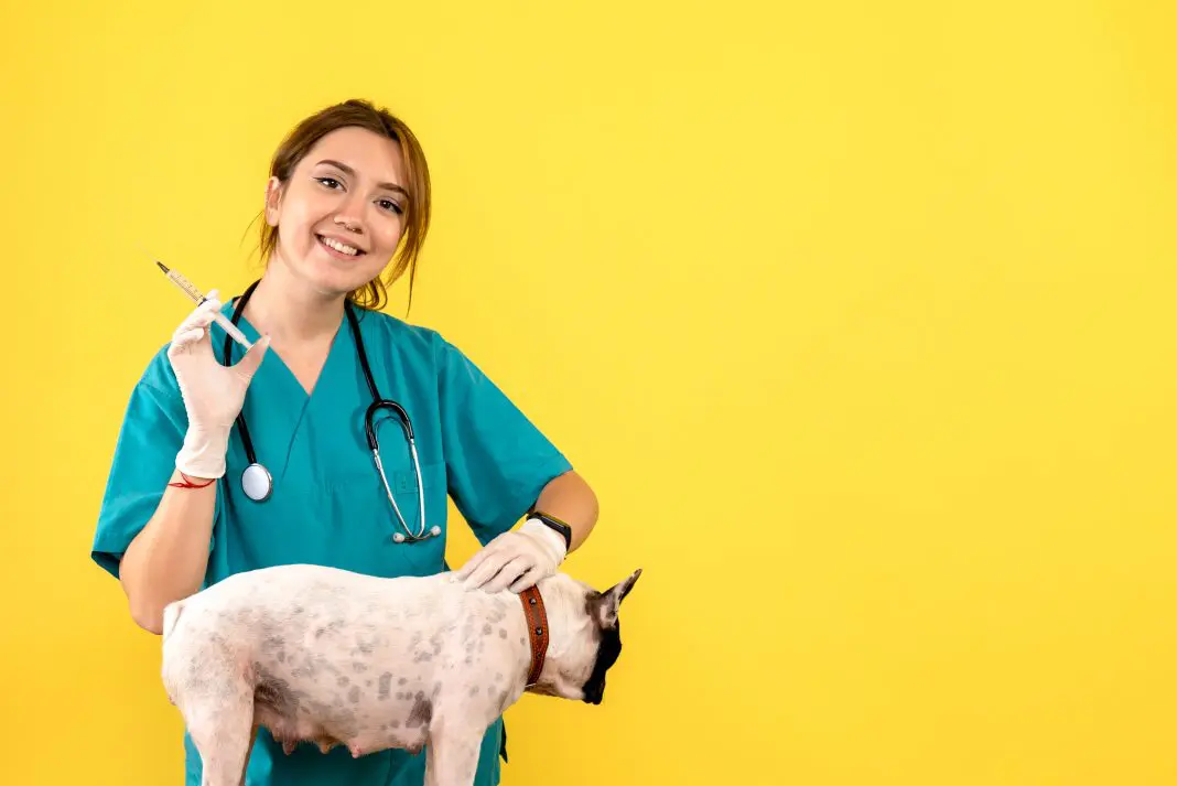 Cartão de vacinação para pets em viagens: onde é solicitado? (Foto: Mdjaff / Freepik)