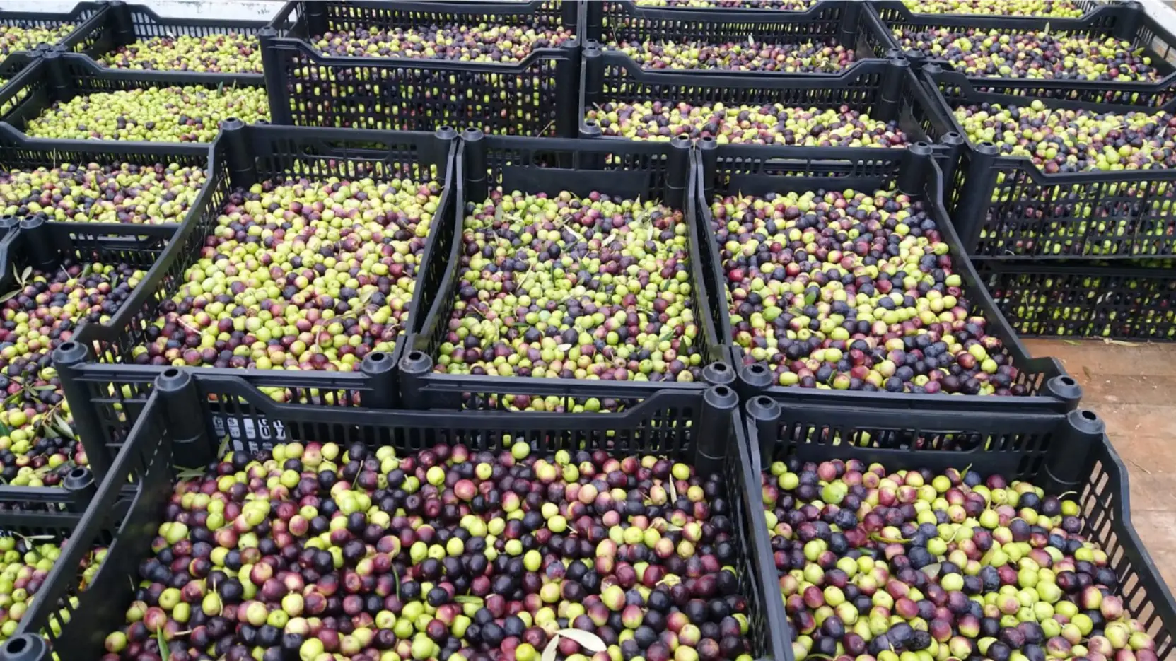 Azeitonas selecionadas para produção de azeite Serraque Chora