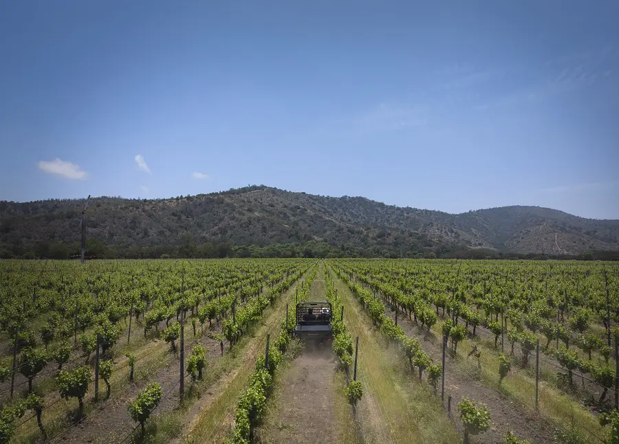 Colheita das uvas começa no fim de fevereiro (Foto: DIvulgação)
