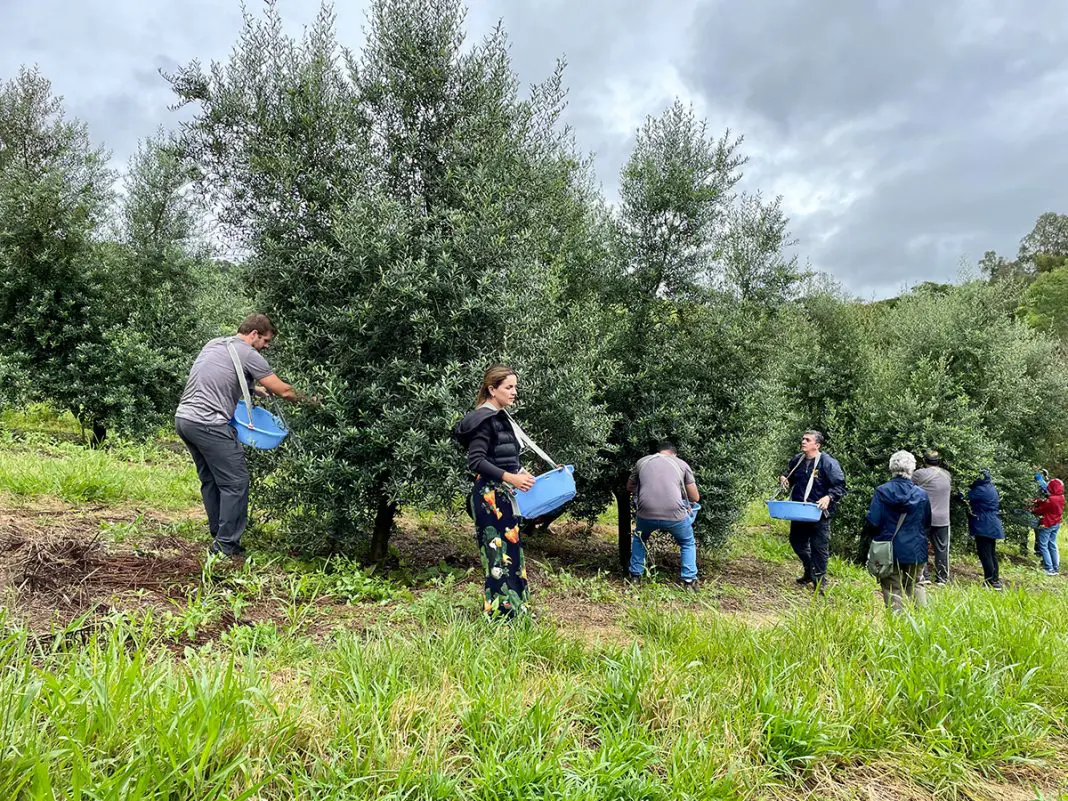 Olivoturismo: Serra da Mantiqueira tem roteiros especiais para quem ama azeite (Foto: Divulgação / Olivais Azeite Sabiá)