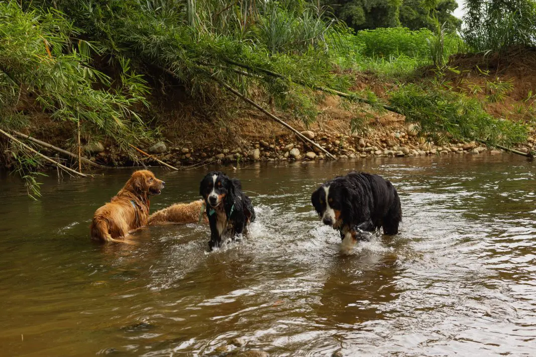 Cachorro sendo cachorro!