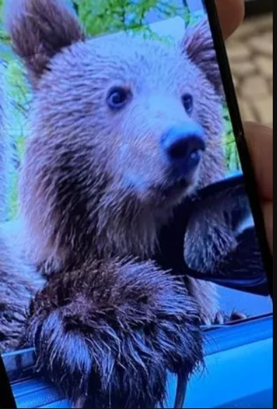Turista escocesa é atacada por urso na Romênia - Foto - Instagram - Daily Mirror