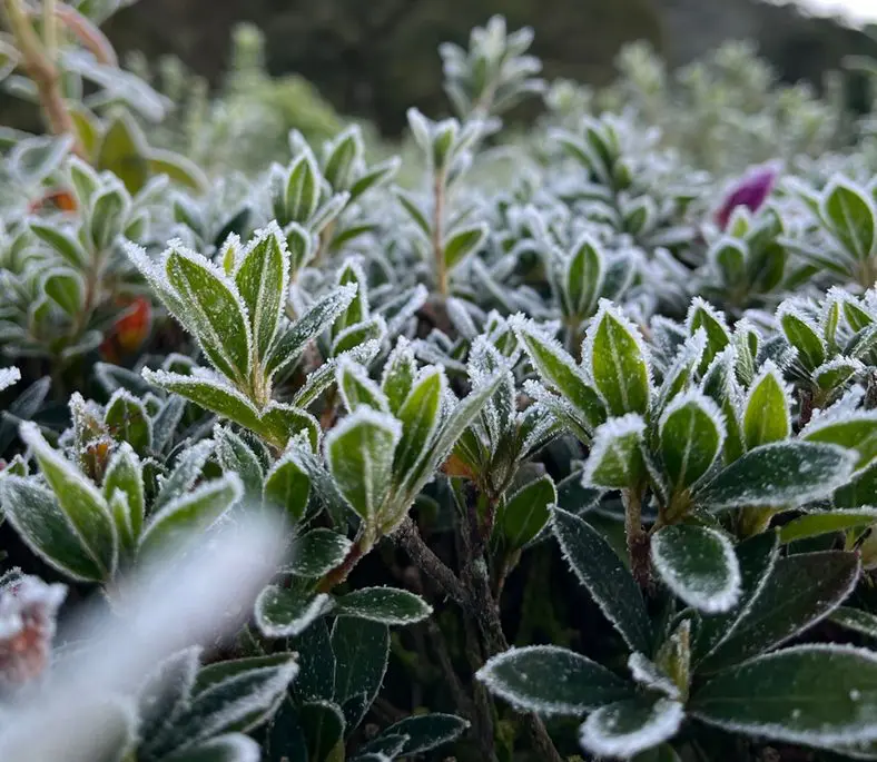 Vegetação de Monte Verde congelada na manhã desta quinta-feira (Foto: Divulgação/Nelson Pacheco)