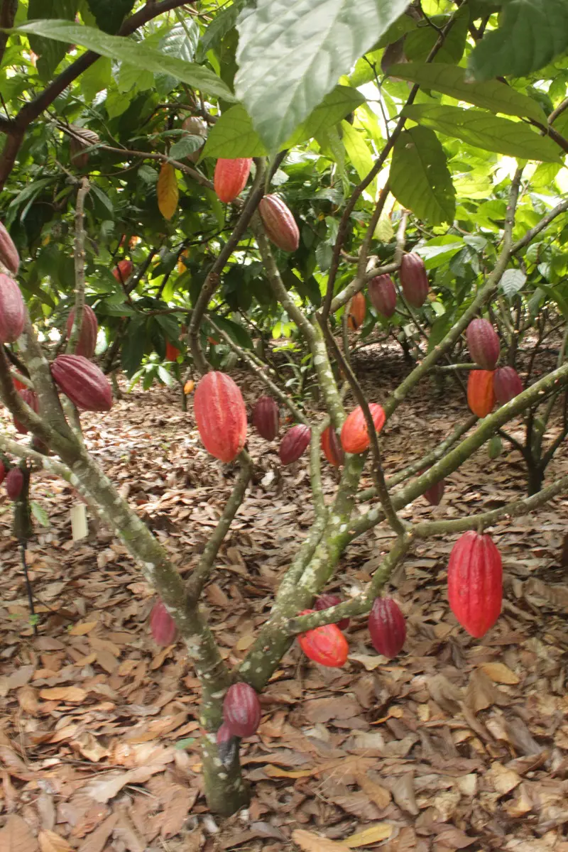 Fazenda Panorama
