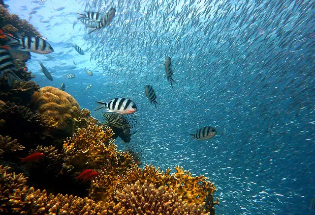 Novotel estabelece parceria com a World Wide Fund for Nature (WWF) e defenderá a proteção e a restauração dos oceanos do mundo - Foto: Pixabay Novotel estabelece parceria com a World Wide Fund for Nature (WWF) e defenderá a proteção e a restauração dos oceanos do mundo - Foto: Pixabay