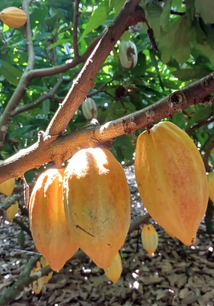 Eco-distância