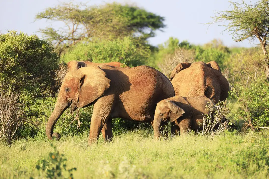 Manada de elefantes atacou turista na África