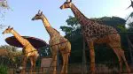 Girafas no Zoológico de São Paulo (Foto: DIvulgação)