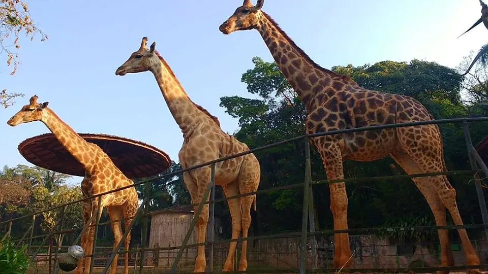 Girafas no Zoológico de São Paulo (Foto: DIvulgação) Girafas no Zoológico de São Paulo (Foto: DIvulgação)