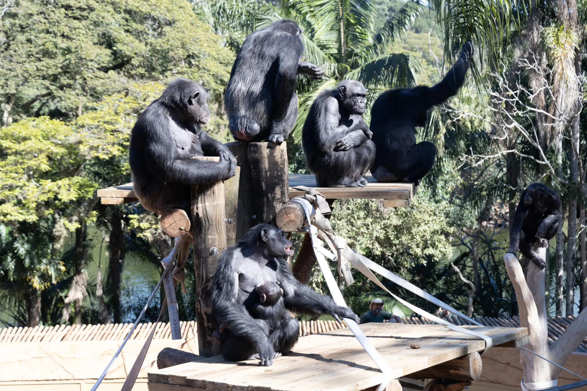 Chimpanzés (Créditos: Zoológico de São Paulo)
