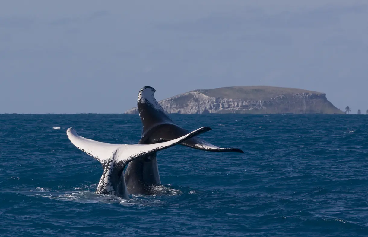 Observação de Baleias em Abrolhos (Foto: Insituto Baleia Jubarte) Maurício Bacelar, secretário de Turismo da Bahia: "Somos o estado que mais cresce no turismo"