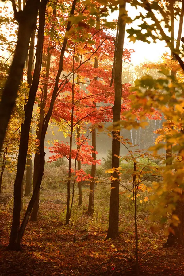 BOSQUE DO CANADí PIXABAY Canadá