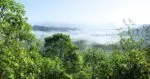Floresta Amazônica - Foto: Pixabay - Belém