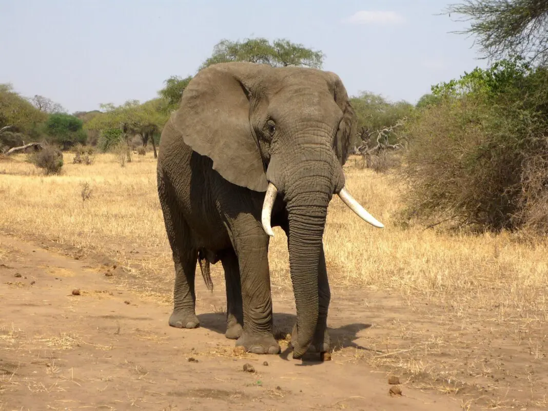 Turista morre pisoteado por elefante na ífrica do Sul - Foto: Pixabay Turista morre pisoteado por elefante na África do Sul - Foto: Pixabay