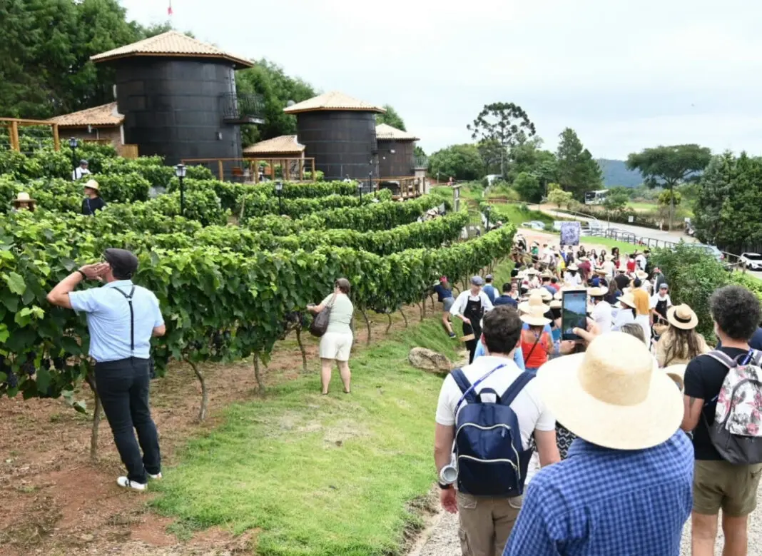 12ª Pisa da Uva na Quinta do Olivardo em 2024 (Foto: Alan Morici)