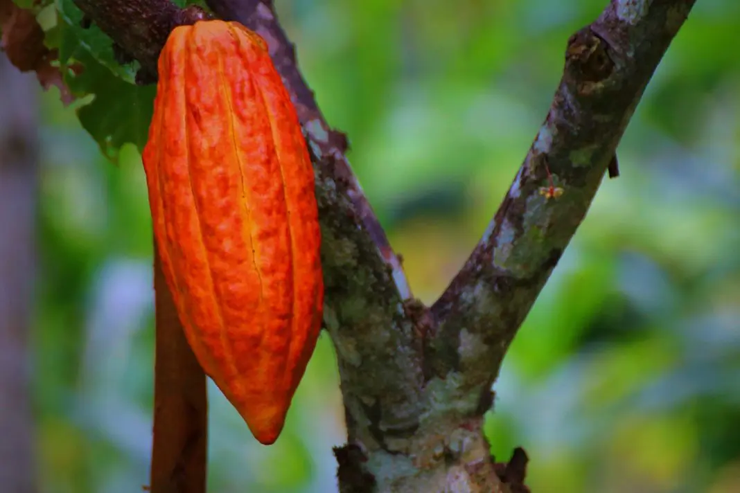 cacao-pod-4469212_1920 Cacau