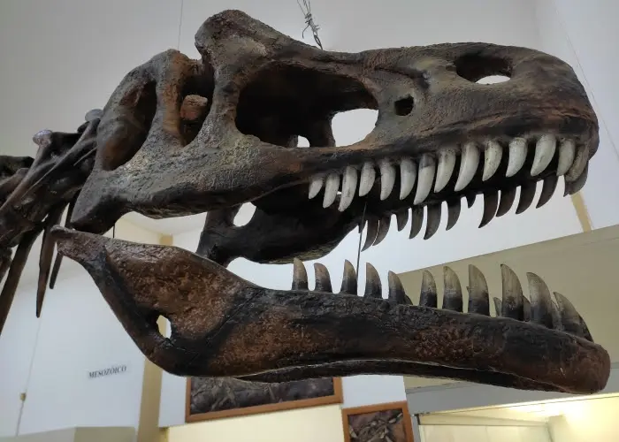 Cabeça de um dinossauro do Período Jurássico, no Museu de Historia Nacional de Taubaté (Foto: Agrishow)