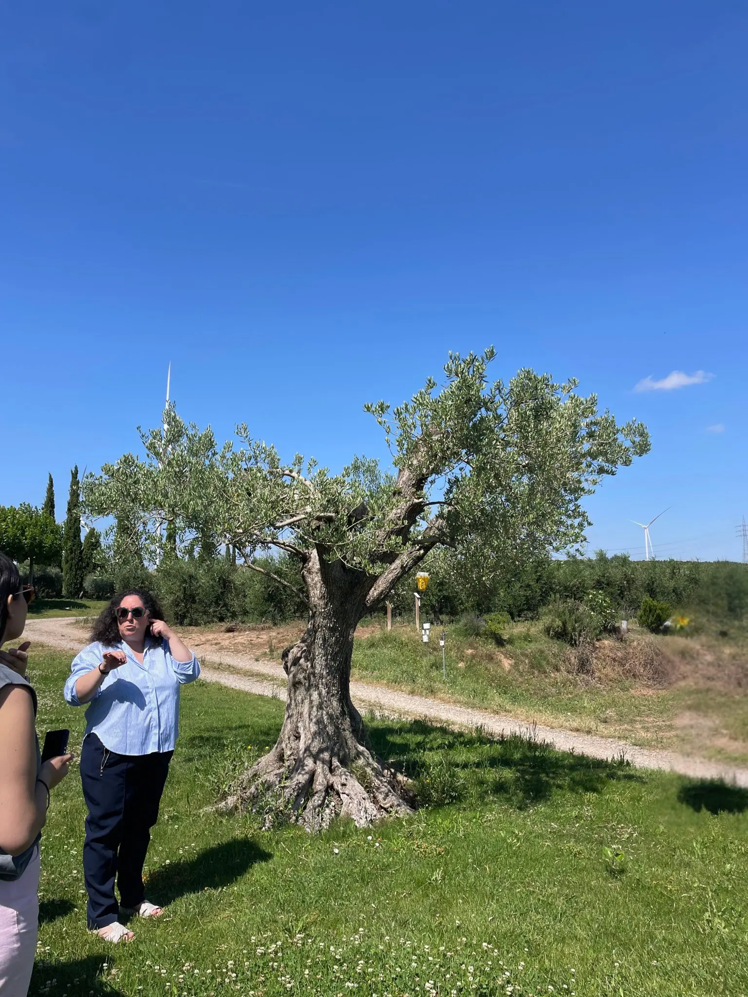 Visita guiada aos olivares experimentais da Artajo Arquivo pessoal Crédito: Waleska S / Divulgação
