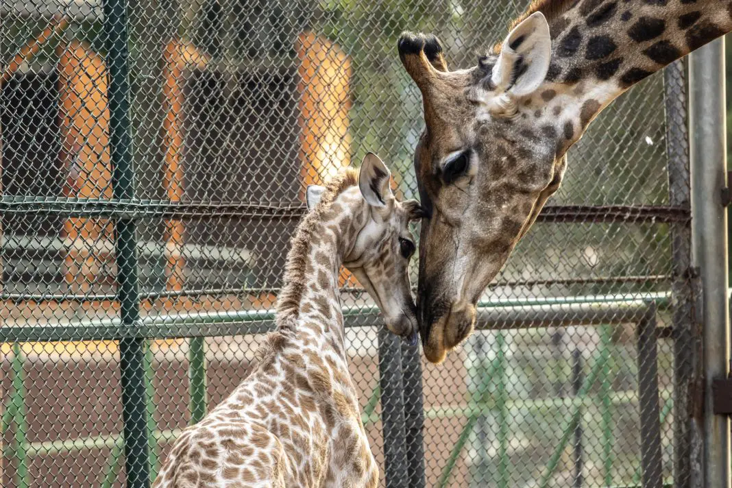 Filhote de girafa e sua mãe Mel no Zoo SP (Créditos: Zoológico de São Paulo)