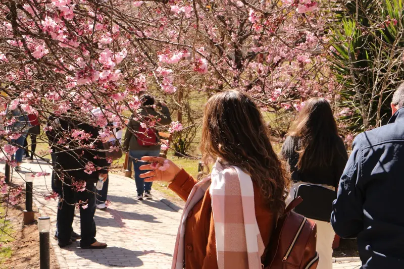 sakuras