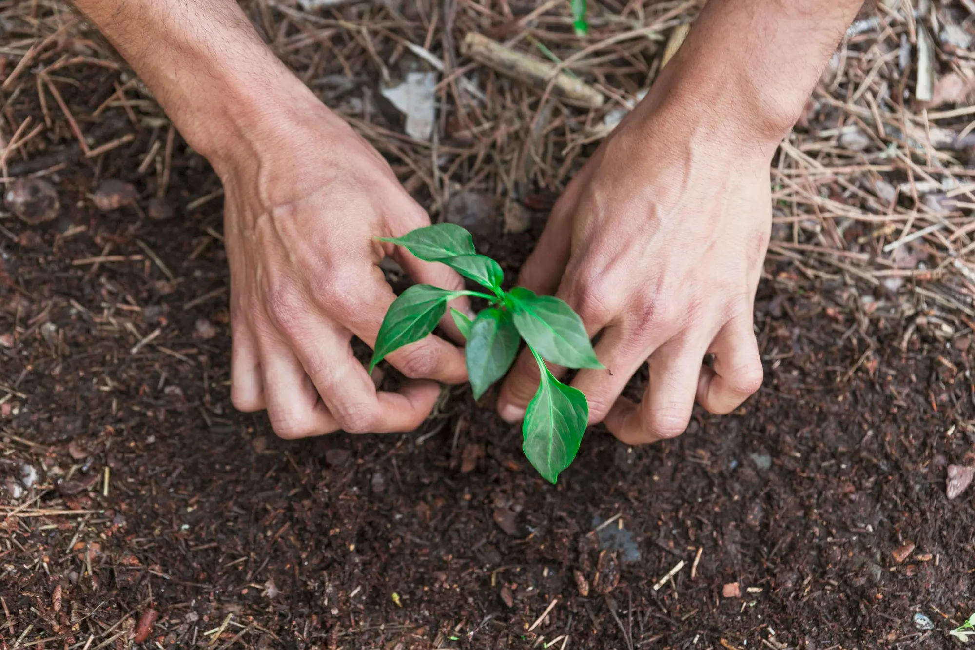 Instituto Aupaba abre inscrições para voluntários em projetos de regeneração territorial - Foto: Freepik