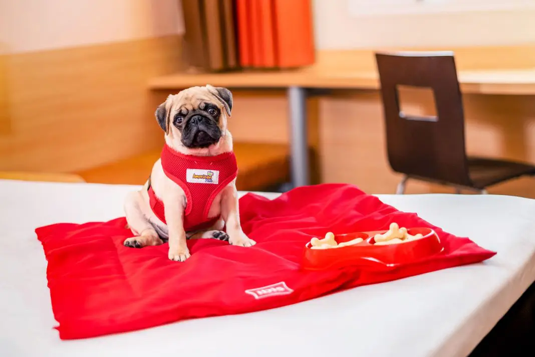 Hóspedes podem aproveitar o ibis Arcoverde acompanhados de seus pets, em uma experiência moderna e acolhedora no Sertão pernambucano. - Crédito: www.tbfoto.com.br -