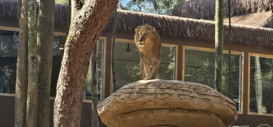 Zoo São Paulo