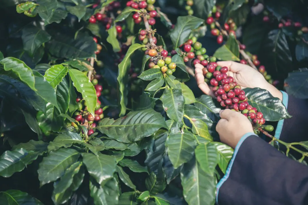Serra Negra celebra o Dia Internacional do Café com tradição e turismo rural - Foto: Freepik