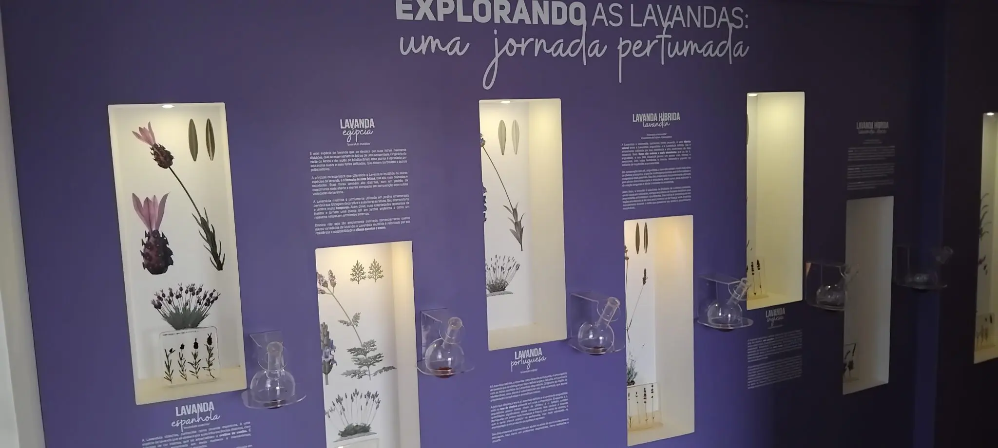 Museu Het Dorp onde o visitante conhece os diversos aromas e tipos de lavanda - Foto: Denis Rugeri