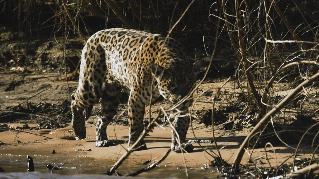 Pantanal