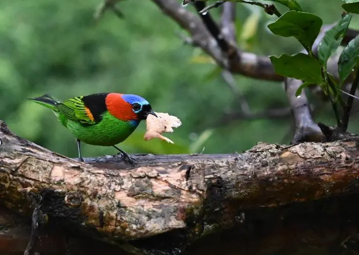Um projeto que transforma vidas! Biblioteca Comunitária da Fazenda Morros Verdes em Ibiúna (SP) - Crédito: divulgação