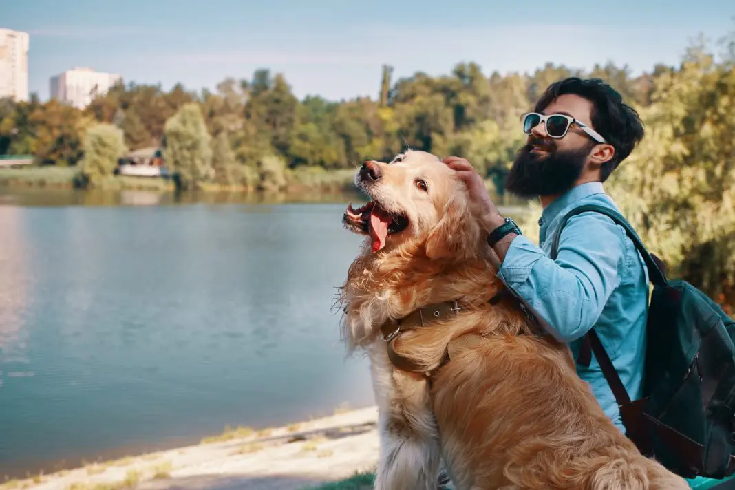 Preparar o pet com antecedência garante mais segurança e tranquilidade durante as férias de fim de ano. Foto: Freepik