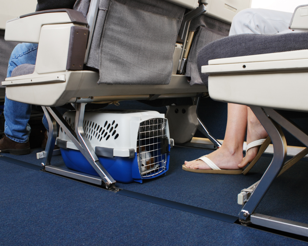 Foto_Pet_Divulgacao (1) Azul transportou mais de 70 mil pets em cabines ao longo de 2025, com Viracopos liderando embarques e desembarques no país - Crédito: divulgação