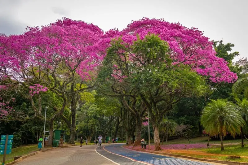 Parque Ibirapuera celebra 72 anos com oficinas gratuitas de arte botânica, circuitos ambientais e espaço de leitura - Crédito: Divulgação Urbia Parques