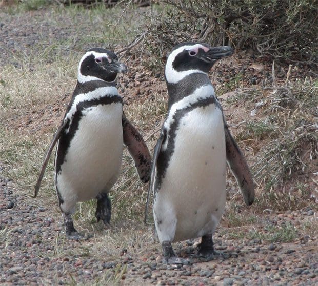 Pení­nsula Valdés, na Argentina, é polo de pinguins entre setembro e abril