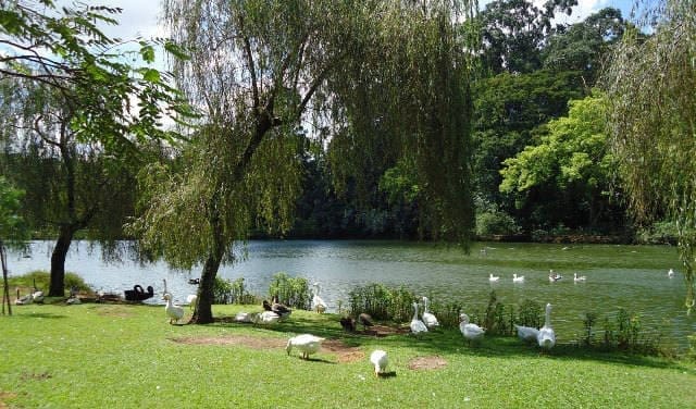 São Paulo celebra aniversário com atrações culturais