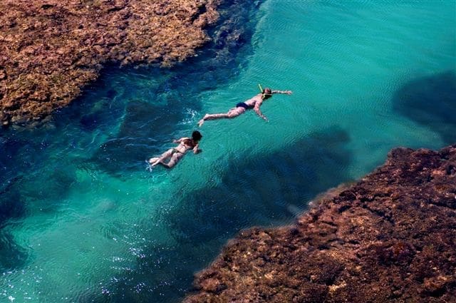 Começa em julho temporada de observação de baleias na Bahia