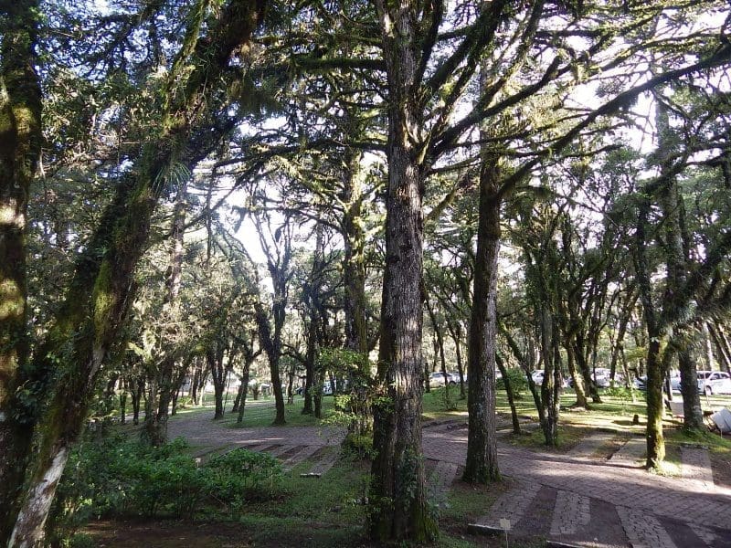 Mais uma imagem do bosque do Cotninental Canela