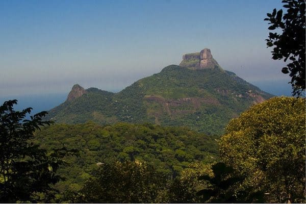 Parque Nacional da Tijuca. Foto: Daniel De Granville/Fundação Grupo Boticário.