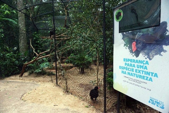 Parque das Aves traz espécies em extinção para perto de visitantes