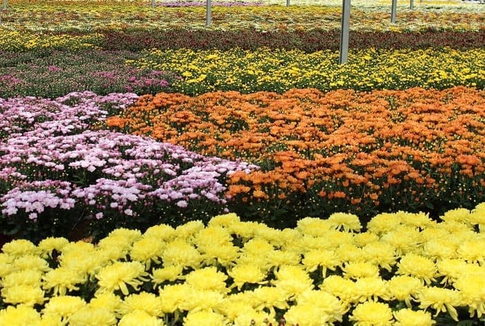 Primavera: mercado de flores do Brasil comemora chegada da estação com previsão de 7% de crescimento