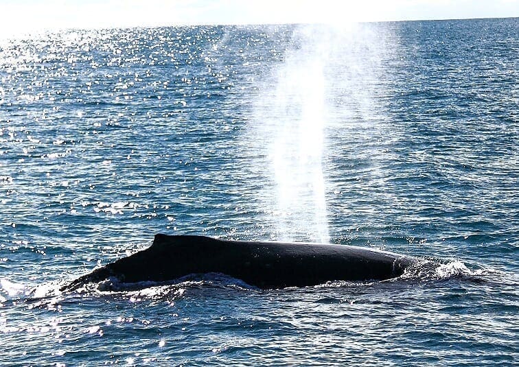 Baleias Jubarte e Arquipélago dos Abrolhos são as atrações do litoral sul da Bahia