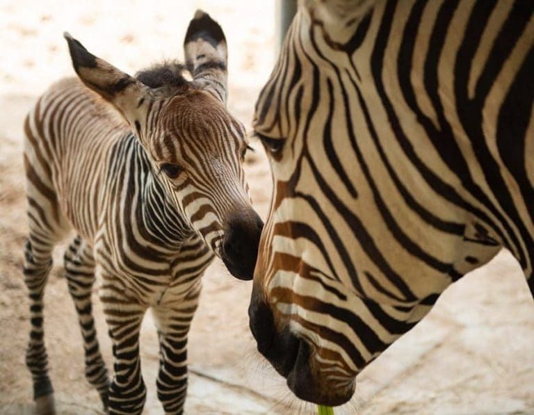 Disney's Animal Kingdom celebra 2020 com novos filhotes