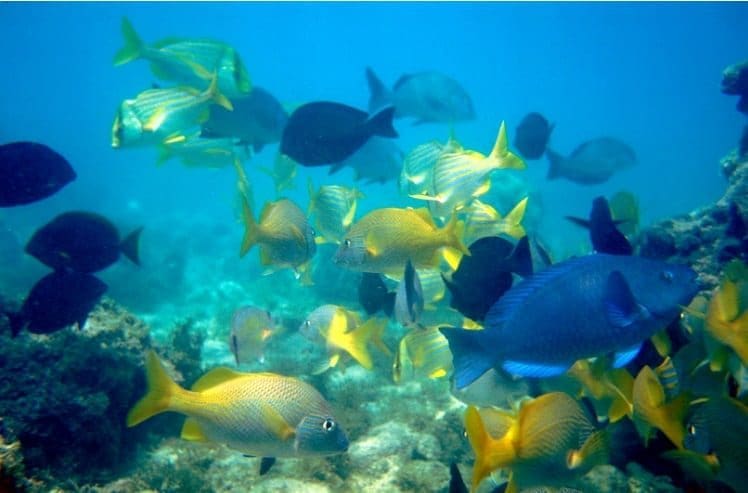 Parque Nacional de Abrolhos reabre para visitação, mas com regras