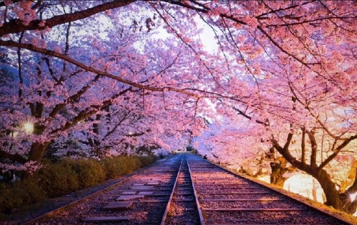 Sakura 9 8080