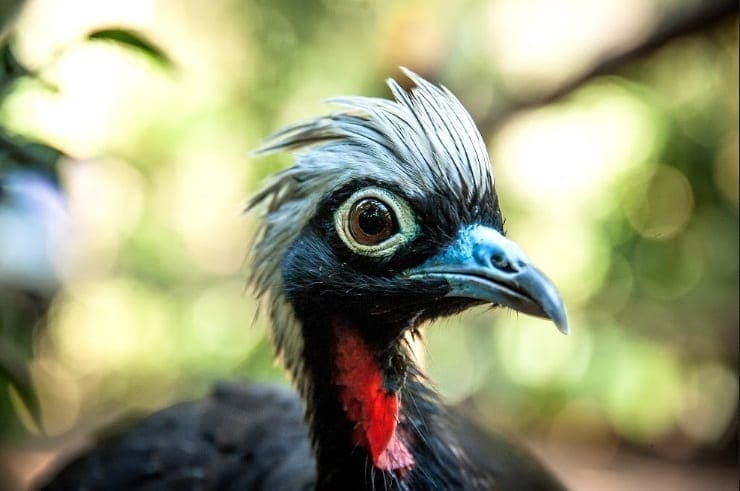 Parque das Aves é opção para o feriado da Consciência NegraÂ 