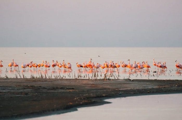 O Parque Nacional Ansenuza, na Argentina, oferece várias opções de atividades de lazer e uma delas é a observação de aves, como as três espécies de flamingos que habitam o local.