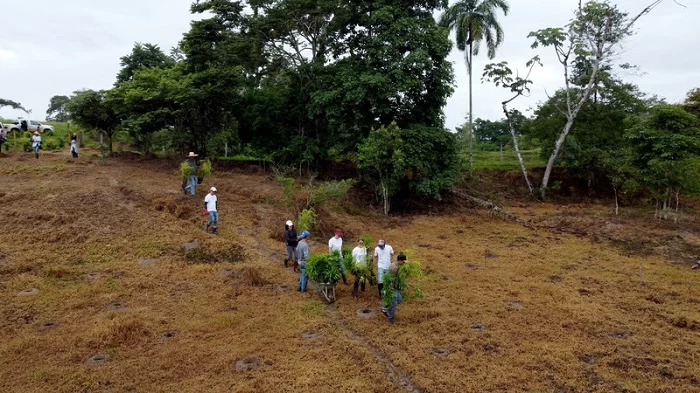 KLM planta 6 mil árvores em Rondônia