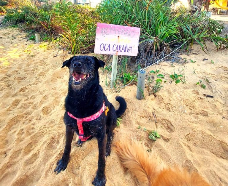 hospedagem pet friendly de frente para o mar